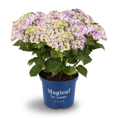 Magical Amethyst® Hortensie