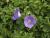 Glockenblume Campanula - carpatica 'Blaue Clips'