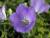 Glockenblume Campanula - carpatica 'Blaue Clips'