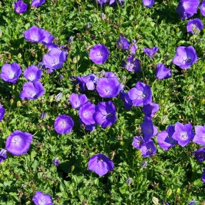 Glockenblume Campanula - carpatica 'Blaue Clips'