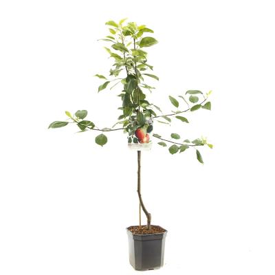 Apfelbaum Malus dom. James Grieve Baum