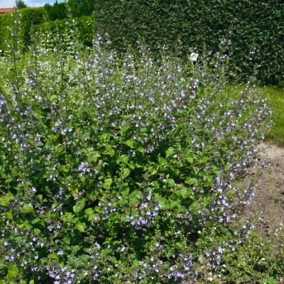 Bergminze Calamintha - nepeta 'Lila Riese'