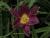 Taglilie Hemerocallis - x cultorum 'Strutters Ball'