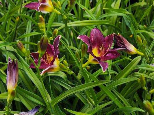 Taglilie Hemerocallis - x cultorum 'Strutters Ball'