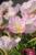 Nachtkerze Oenothera - speciosa 'Siskiyou'