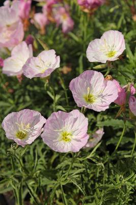 Nachtkerze Oenothera - speciosa 'Siskiyou'