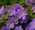 Storchenschnabe Geranium - wallichianum 'Rozanne' ®