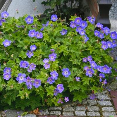 Storchenschnabe Geranium - wallichianum 'Rozanne' ®