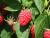 Himbeere 'Willamette' Rubus idaeus