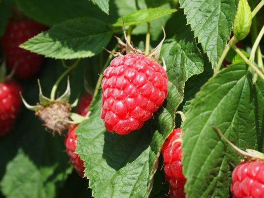 Himbeere 'Willamette' Rubus idaeus