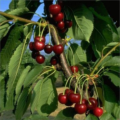 Süßkirsche 'Große Schwarze Knorpelkirsche' Prunus avium