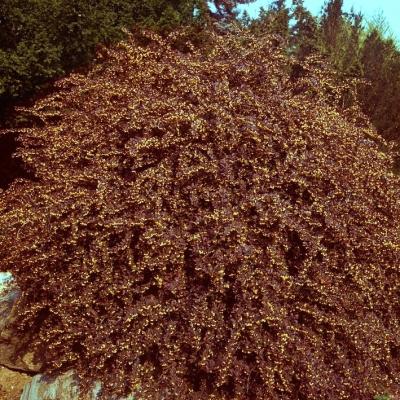 Berberitze 'Atropurpurea' - Berberis thunbergii