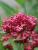 Spornblume Centranthus - ruber 'Coccineus'