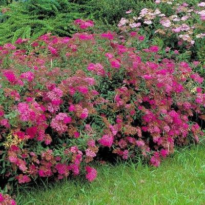 Rote Rispenspiere Anthony Waterer - Spiraea japonica