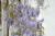 Blauregen "Yokohama Fuji" Wisteria 175 - 200,  10 Liter Container