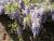 Blauregen "Yokohama Fuji" Wisteria 175 - 200,  10 Liter Container