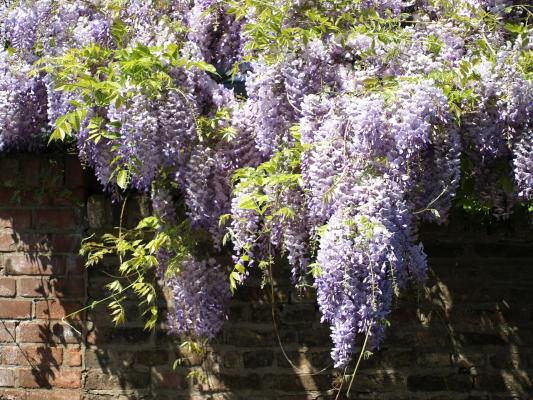 Blauregen "Yokohama Fuji" Wisteria 175 - 200,  10 Liter Container
