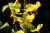 Elfenblume Epimedium - x versicolor Sulphureum