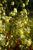 Elfenblume Epimedium - x versicolor 'Sulphureum'