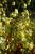 Elfenblume Epimedium - x versicolor Sulphureum