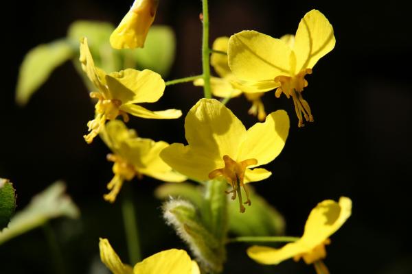 Elfenblume Epimedium - x versicolor Sulphureum
