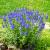 Großer Garten-Ehrenpreis Veronica  - spicata 'Inspire Blue'®