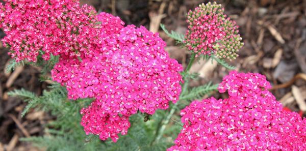 Vielblättrige Garten-Garbe Achillea - millefolium purpurfarbend