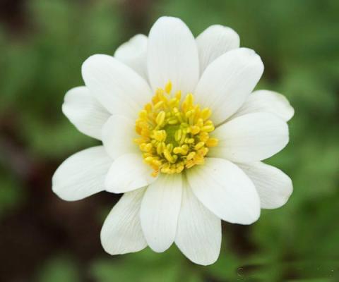 Balkan-Strahlen-Anemone - blanda 'White Splendour'