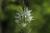 Ährige Graslilie Anthericum - liliago