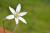 Ährige Graslilie Anthericum - liliago