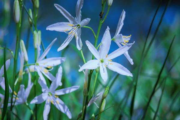 Ährige Graslilie Anthericum - liliago