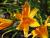 Taglilie Hemerocallis - x cultorum 'Orangette'