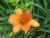 Taglilie Hemerocallis - x cultorum 'Orangette'