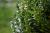 Buxus sempervirens - Heckenpflanze Container 20 - 30 cm