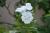 Vinca ( Immergrün ) - minor 'Elisa'®