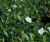 Vinca ( Immergrün ) - minor 'Elisa'®