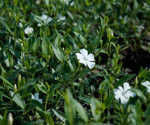 Vinca ( Immergrün ) - minor 'Elisa'®