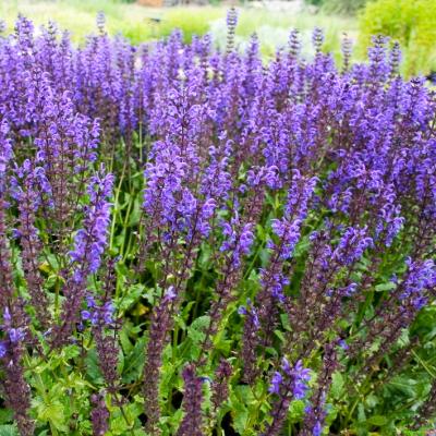 Salbei Salvia  - nemorosa 'Viola Klose'