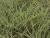Carex  ( Segge ) - ornithopoda 'Variegata'