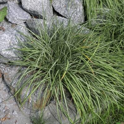 Carex  ( Segge ) - ornithopoda 'Variegata'