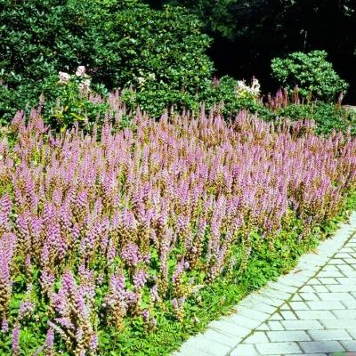 Prachtspiere Astilbe  - chinensis 'Pumila'