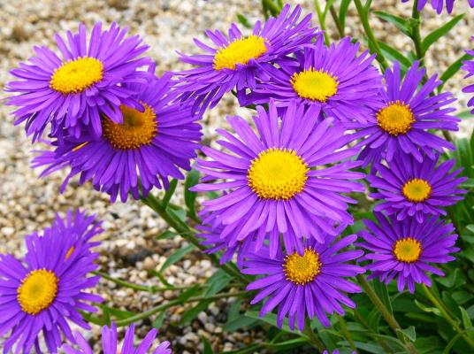 Aster - alpinus 'Dunkle Schöne'