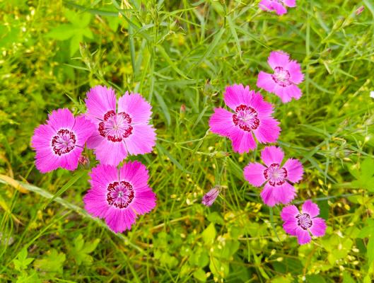 Heidenelke Dianthus - deltoides 'Brillant'