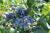 Heidelbeere Bluegold Amerikanische Vaccinium corymbosum 'Bluegold'