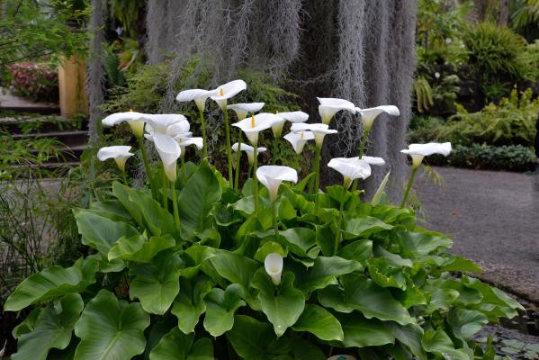 afrik.Calla weiss Zantedeschia aethiopica