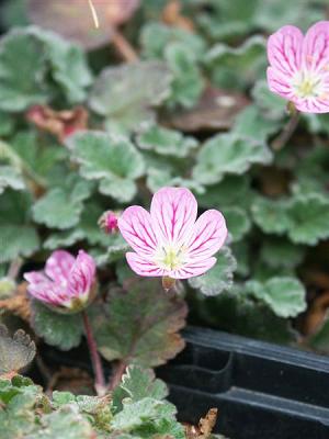 Garten Reiherschnabel Erodium - x variabile 'Bishop'