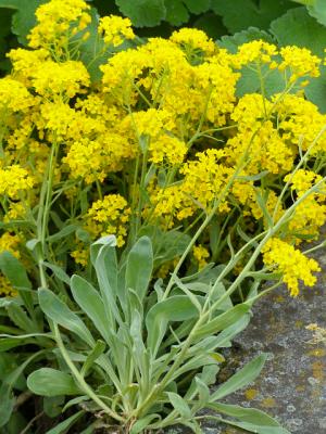 Steinkraut - Alyssum - saxatile