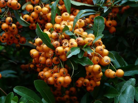 Feuerdorn 'Soleil d'Or' - Pyracantha coccinea