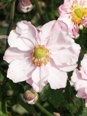 Japan-Herbst-Anemone - japonica 'Königin Charlotte'