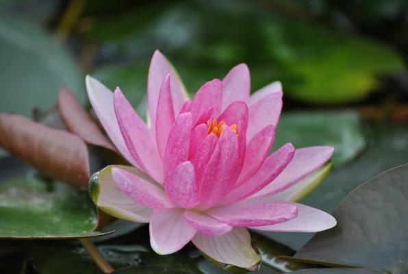 Seerose Nymphaea Laydekeri Lilacea